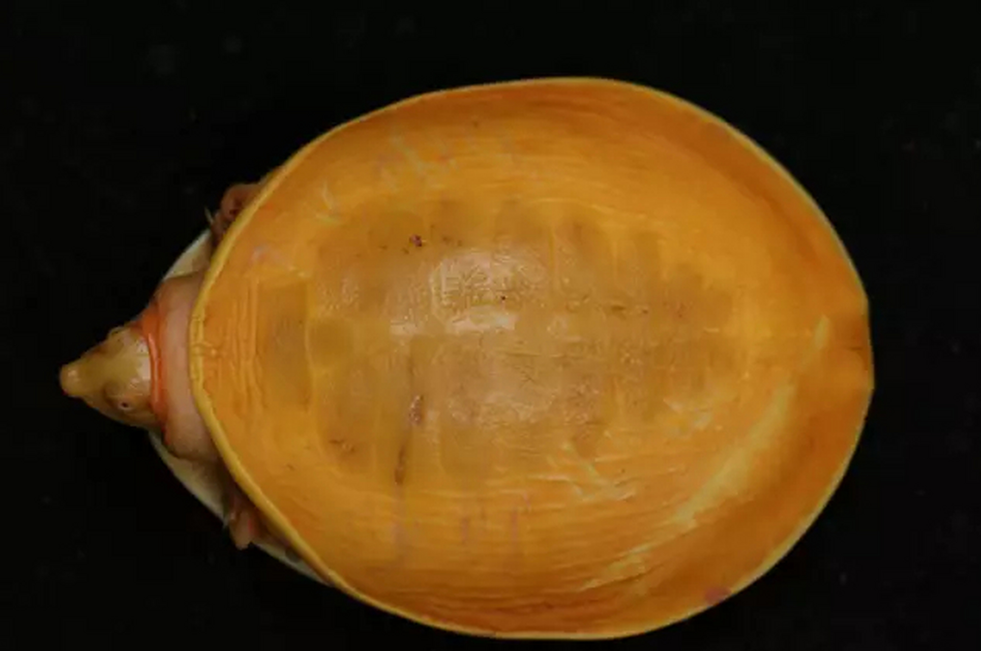 印度渔民发现金色乌龟